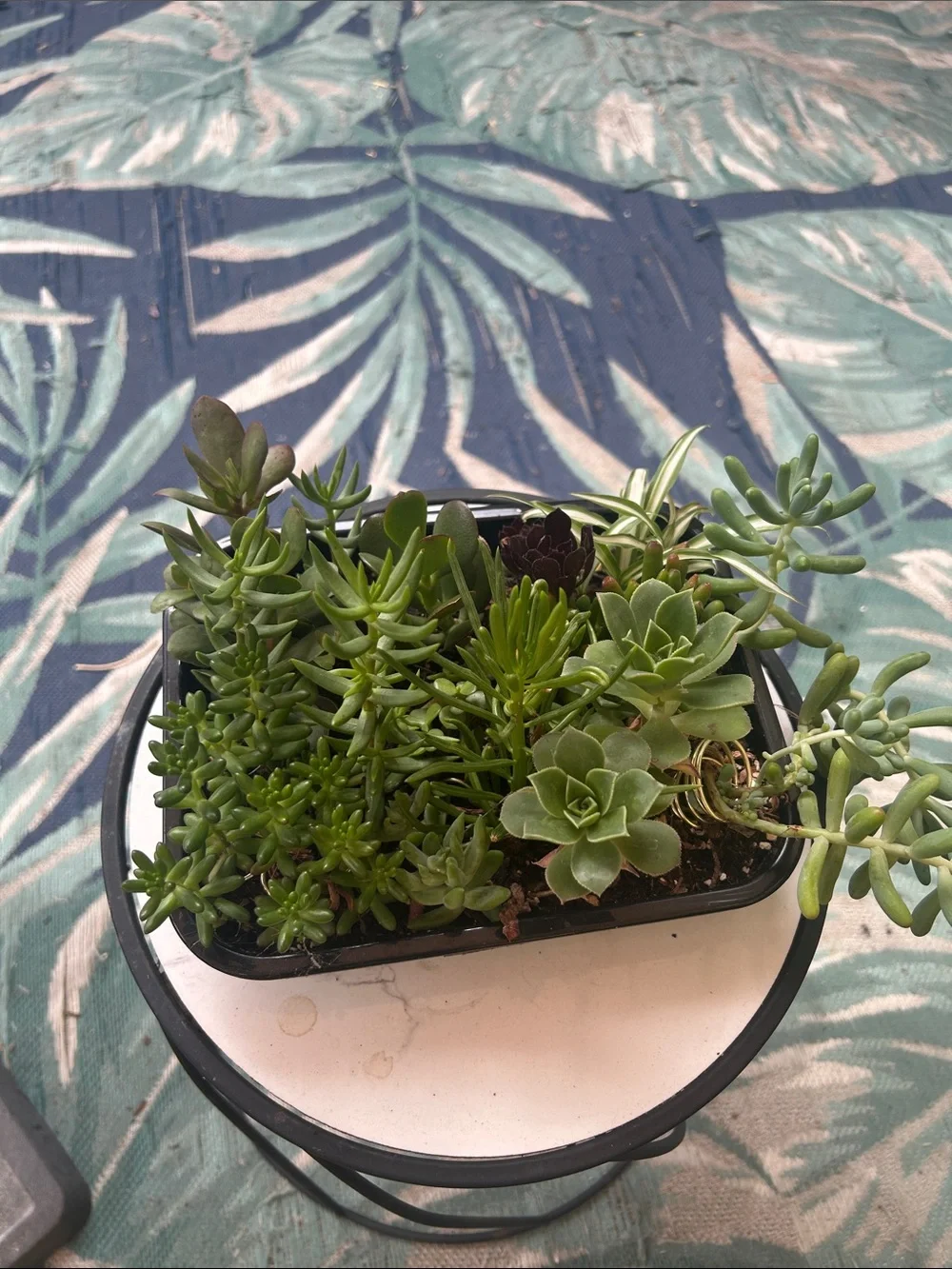Assorted Green Succulent Planter - Home Accents
